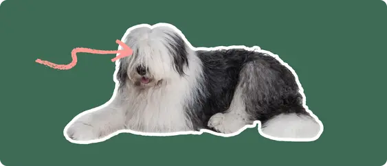 An old english sheepdog cut out with a white outline, with a pink arrow pointing to it's eye, on a solid green background