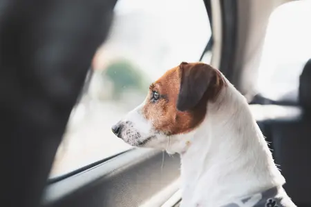 Close up puppy dog looking out side from car window