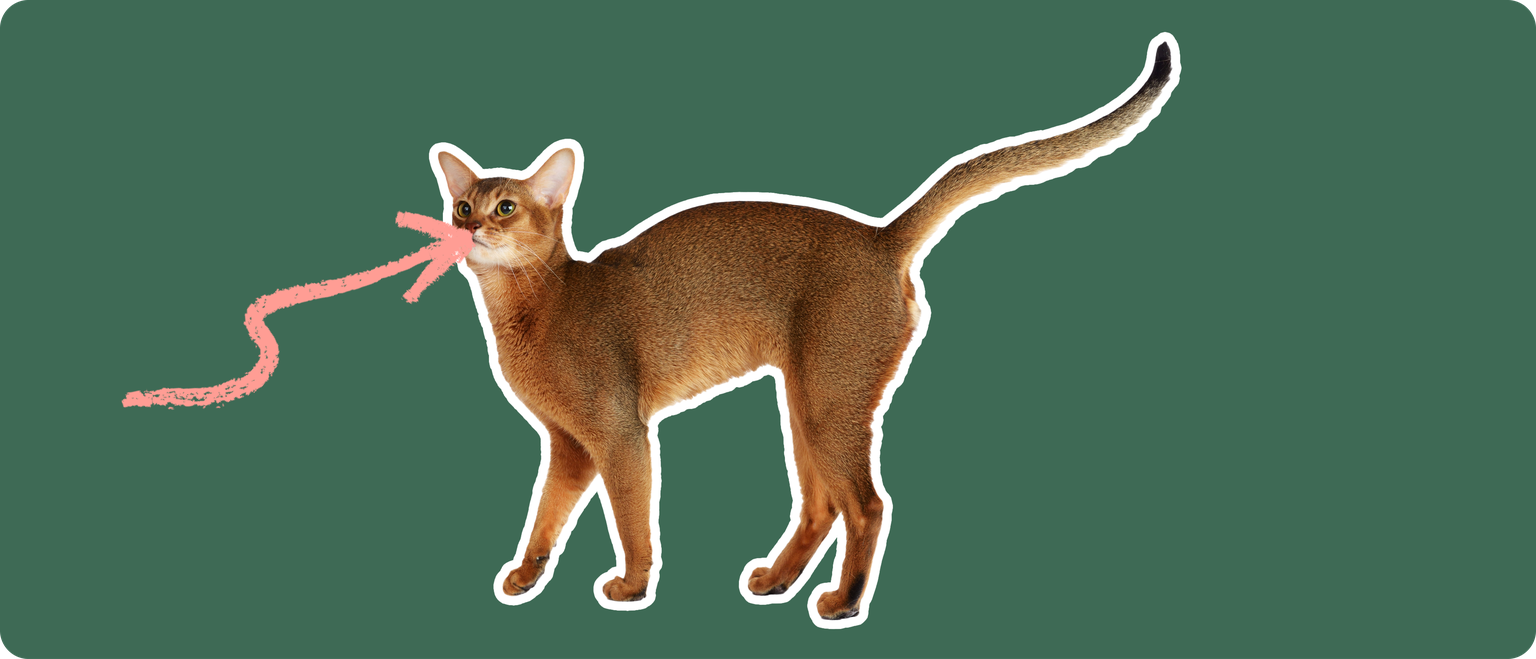 An orange-brown Abyssinian cat on a green background with a pink arrow pointing to it's mouth