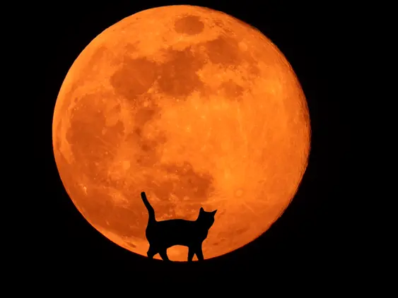 A silhouette of a cat with an orange moon in the background