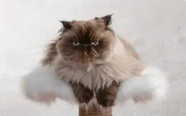 A Himalayan cat sleeping on a fluffy bed