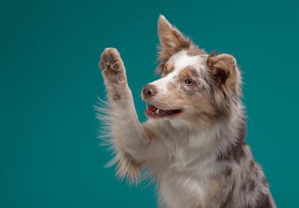 Image of a Border Collie on a teal background with its paw raised