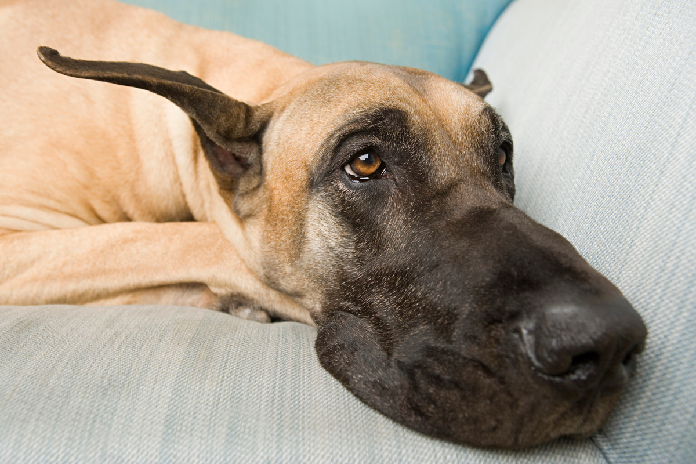 Great dane sleeping