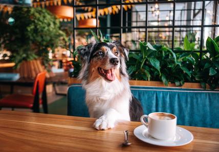 A happy Australian Shepherd with a multicoloured coat sits at a wooden table in a cafe, with a cup of coffee and a spoon in front. Green plants are in the background.