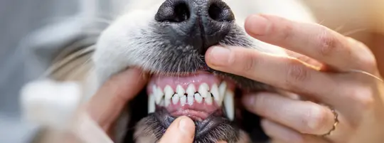 Person holding dogs mouth open