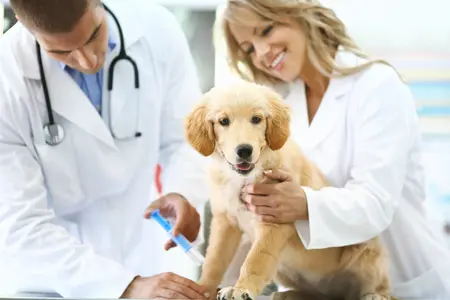 Puppy getting an injection