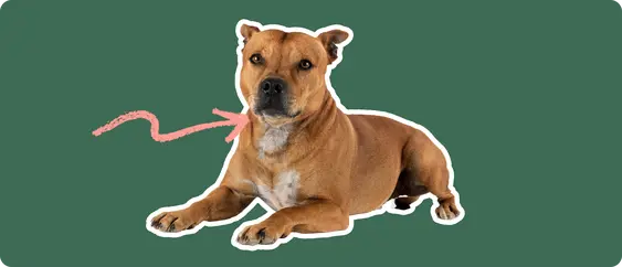 A Staffordshire Bull Terrier cut out with a white outline, with a pink arrow pointing to it's neck, on a solid green background