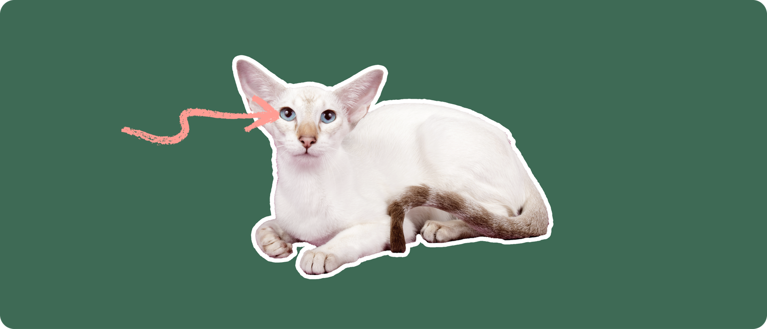 A colorpoint shorthair cat, cut out with a white outline, with a pink arrow pointing to it's eye, on a solid green background