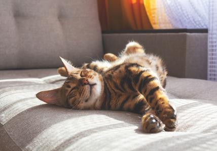 Domestic bengal cat lying on the sofa in the sun