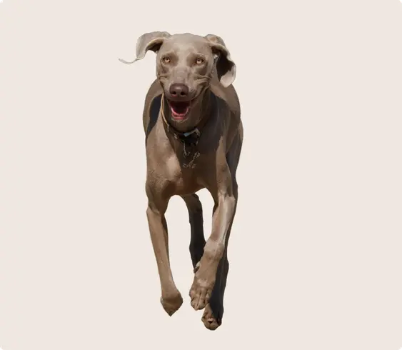 Happy Weimaraner in mid-stride with ears playfully flopping, wearing a collar with tags, against a light beige background.