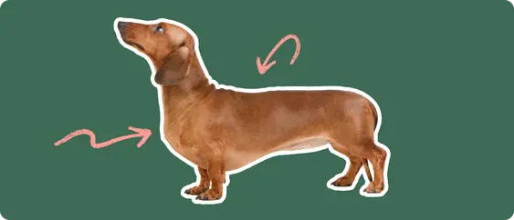 dachshund