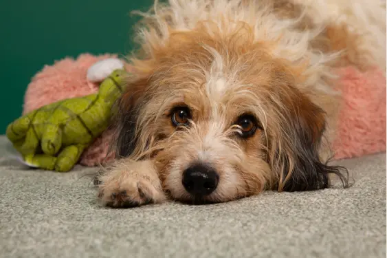 senior dog laying on a carpet