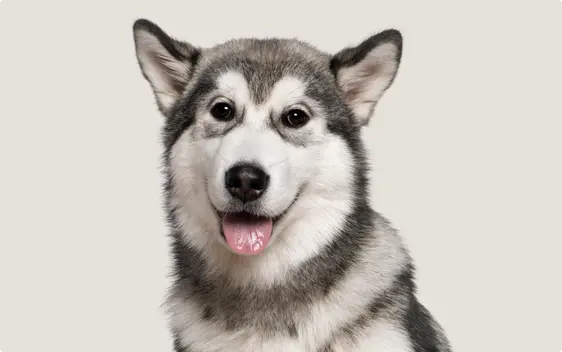 A close-up of an Alaskan Malamute with a grey and white coat, dark eyes, and its tongue out, sitting against a light grey background and looking directly at the camera.