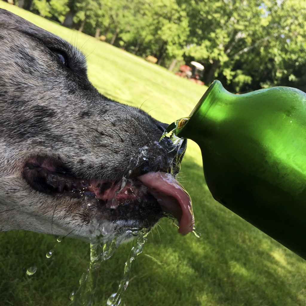 dog drinking