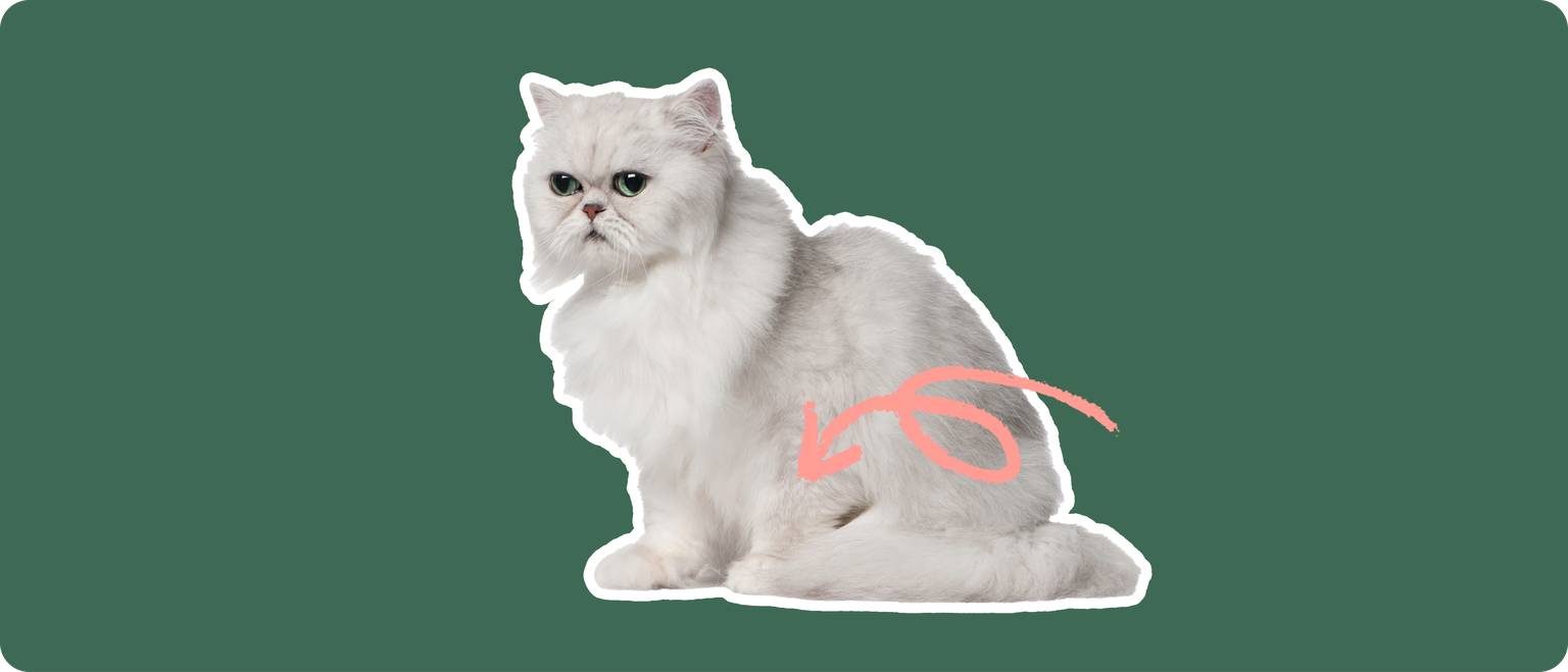 A Chinchilla Persian cat cut out with a white outline, with a pink arrow pointing to it's lower belly, on a solid green background