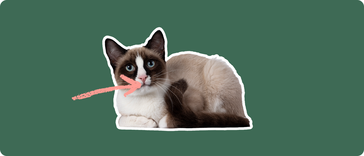 A snowshoe cat lying down, cutout with a white outline, with a pink arrow pointing to it's mouth, on a solid green background