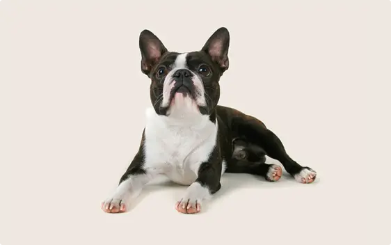 Boston Terrier
