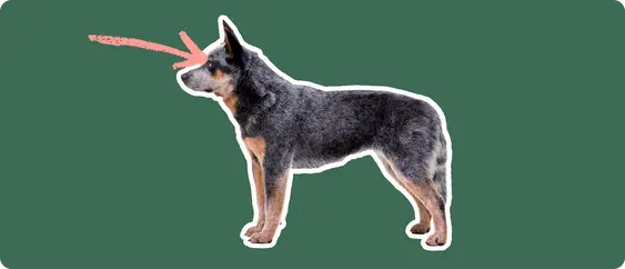 An Australian Cattle Dog with a mottled black, gray, and tan coat standing alert with a pink arrow pointing to its eyes against a dark green background, indicating a discussion about eye disorders specific to the breed.