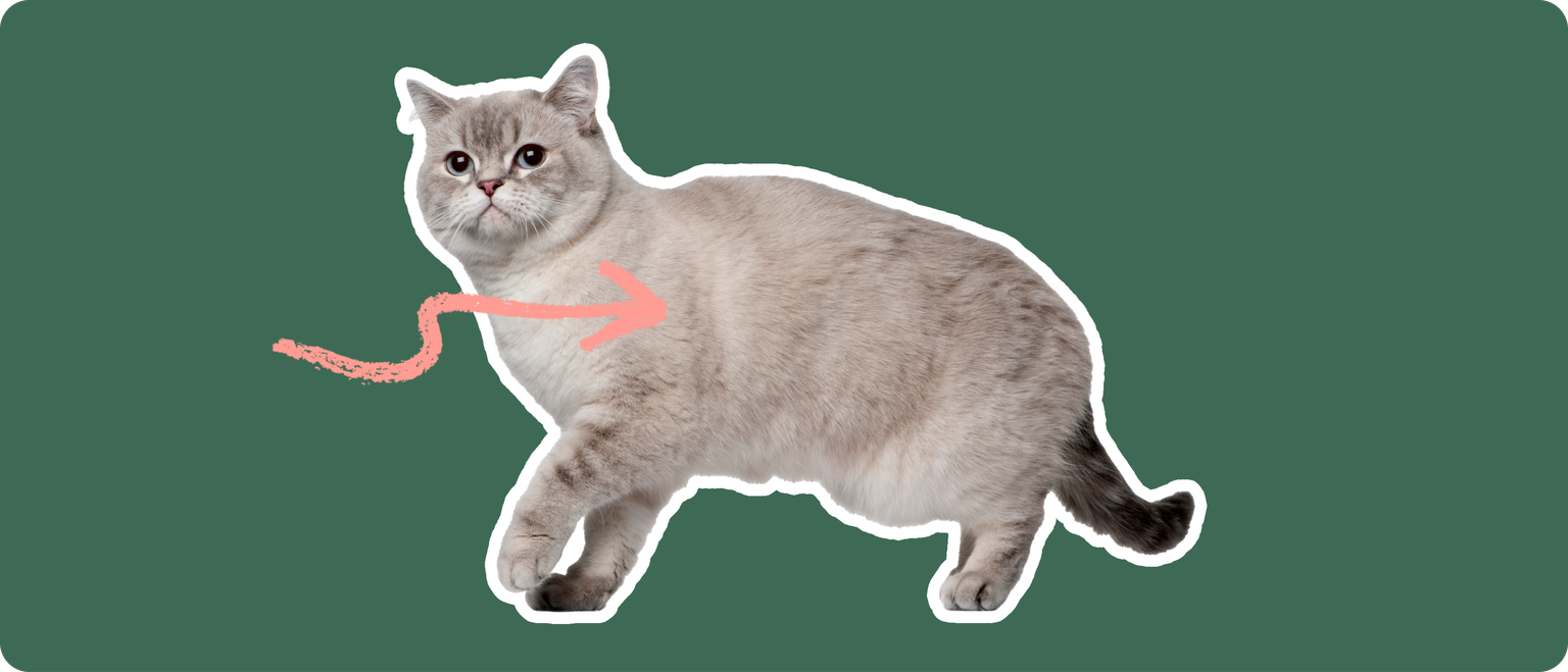 Siberian Cat