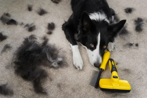 Image of a Border Collie who has shed
