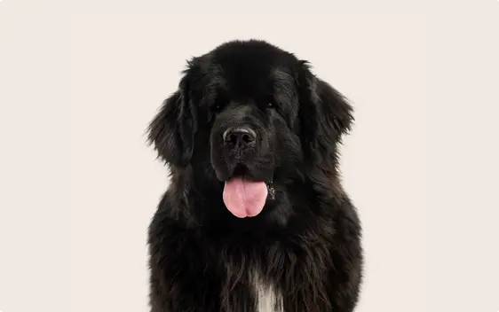 Newfoundland dog