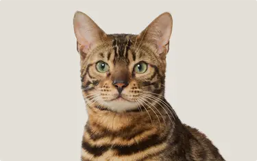 A Bengal cat with striking coat patterns and piercing green eyes gazes intently against a cream colored background.