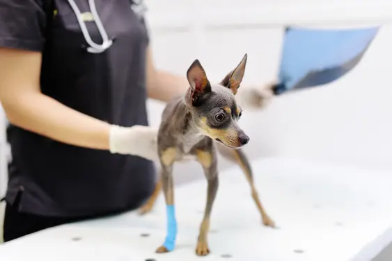 Female veterinarian doctor with dog looking at x-ray during the examination in veterinary clinic. Little dog terrier with broken leg in veterinary clinic