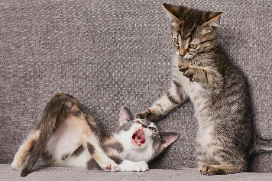 Aggressive kittens