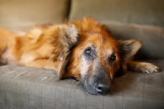Old dog