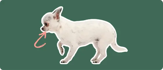 Chihuahua with a pink arrow drawn to its mouth