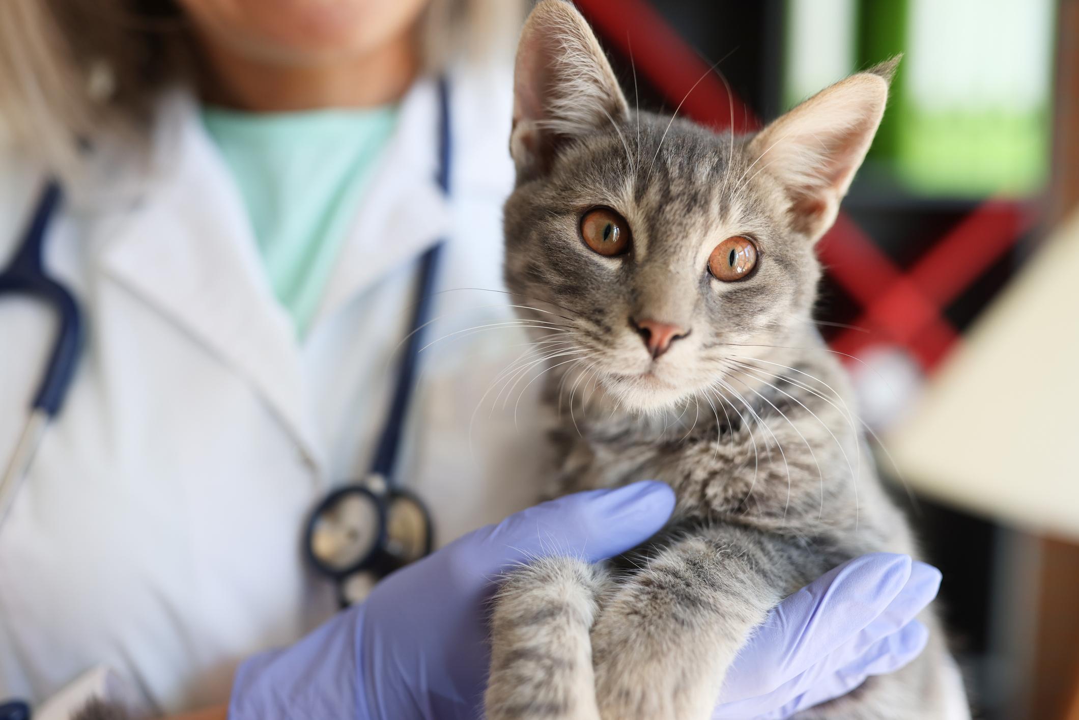 A grey cat with brown eyes looks into the camera as they're being held by a female vet