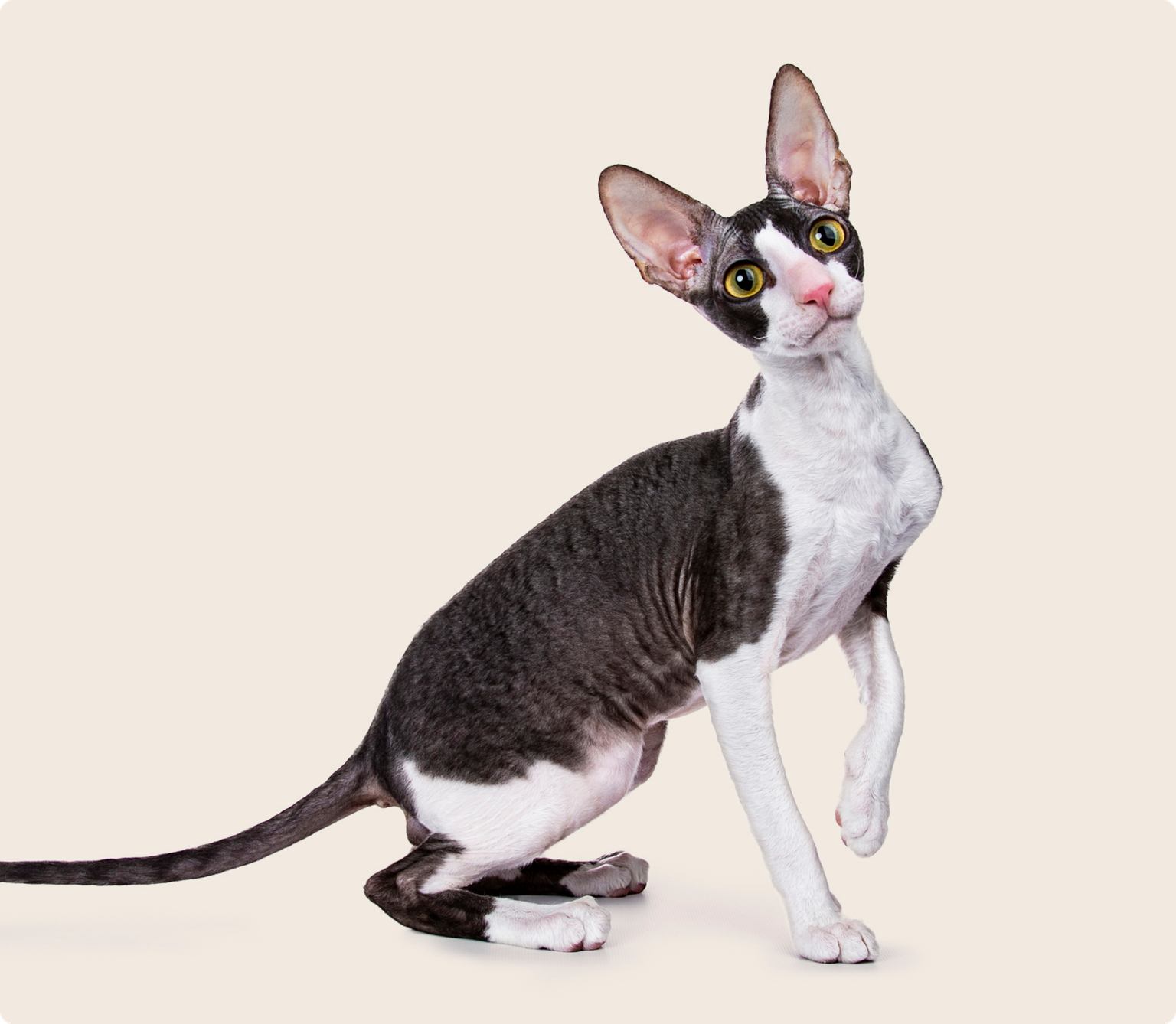 A Black and white Cornish rex cat with yellow eyes on a beige background