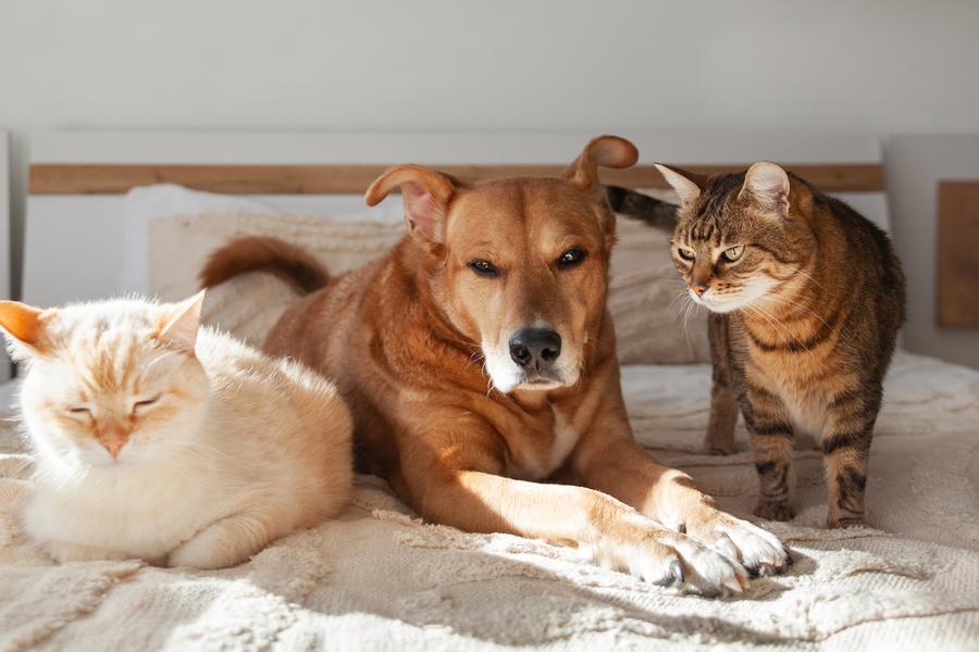 A dog lying between two cats on a bed