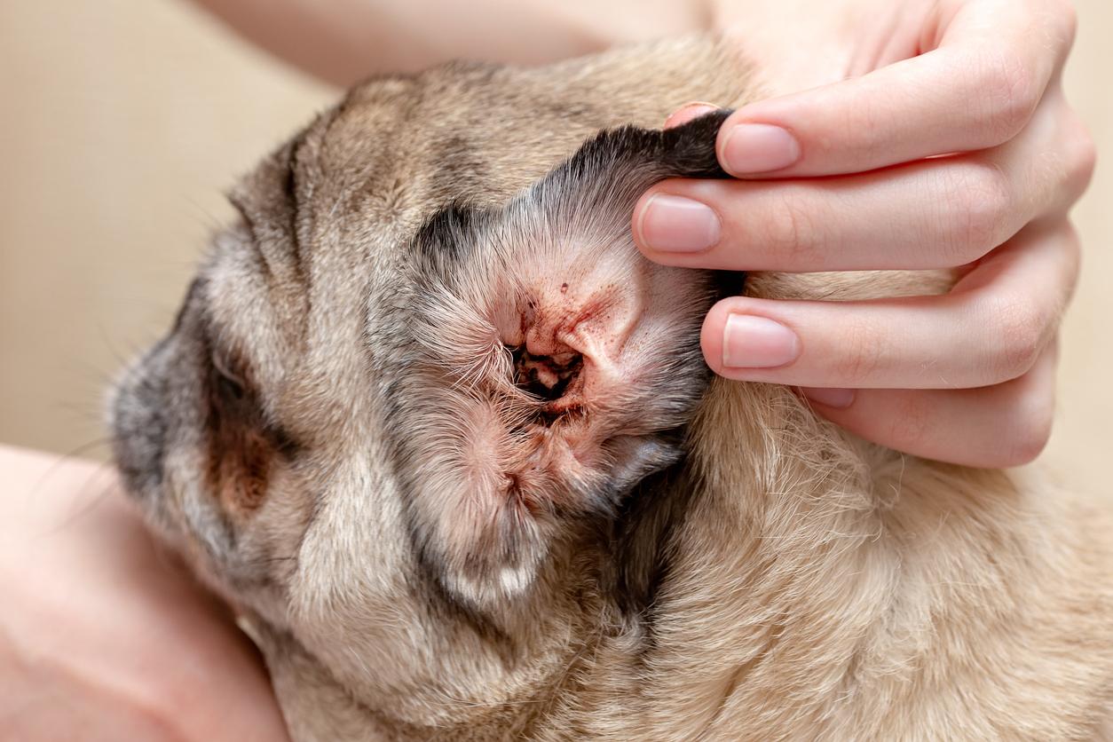 woman's hand holds a french bulldog's ear open to display ear mites against a beige background.