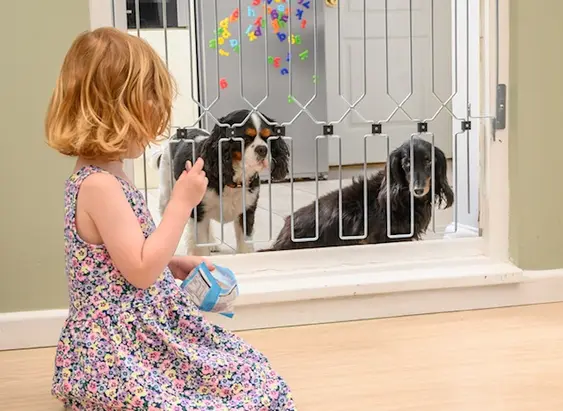 Dogs behind a baby gate