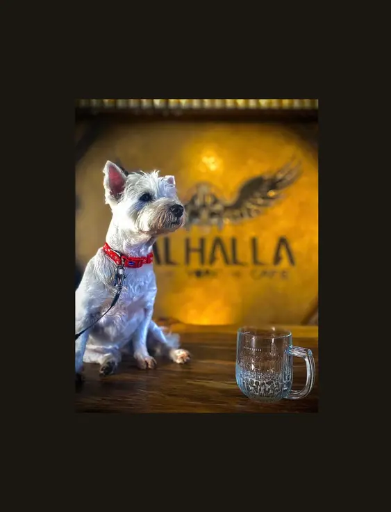 white dog sitting on table in front golden wall with 'valhalla' written on it.