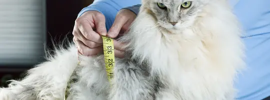 An angry looking grey and white cat is getting measured using a measuring tape.