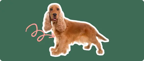 Image of a golden brown Cocker Spaniel with a pink arrow pointed at its chest