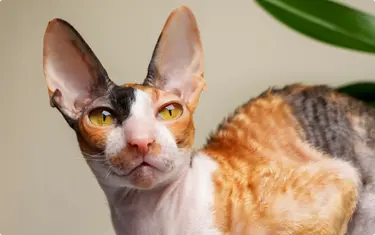 A close-up of a Cornish Rex cat with yellow eyes and large ears.