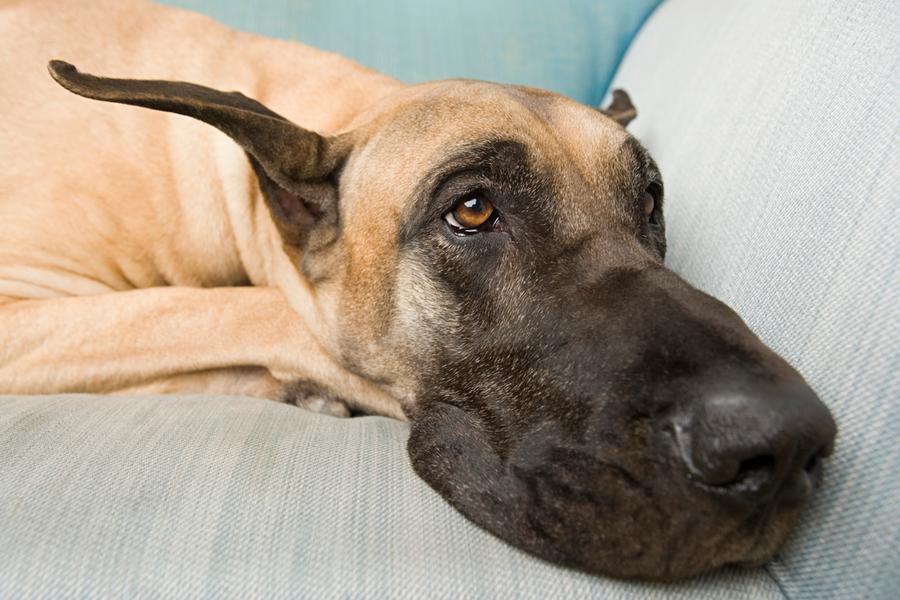 Great dane sleeping