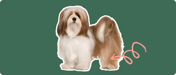 Image of a brown Lhasa Aspo with a pink arrow drawn to its patella
