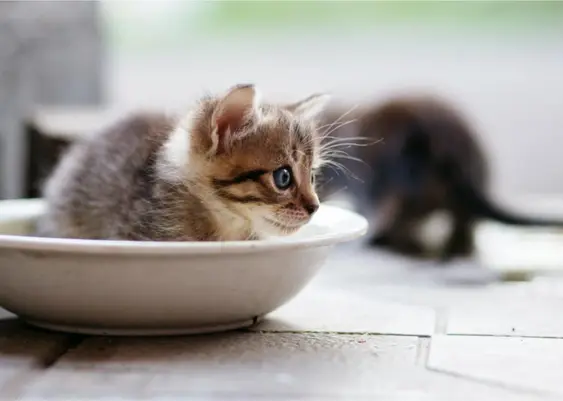 Kitten in saucer