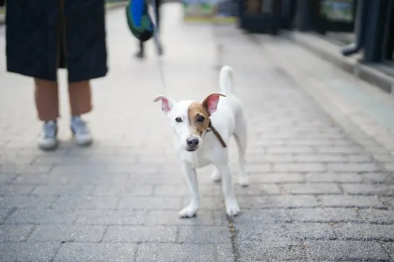 jack russell dog standing on pavement while owner stands in back