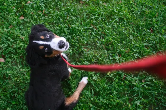 bernese mountain dog puppy on a red leash sits on grass