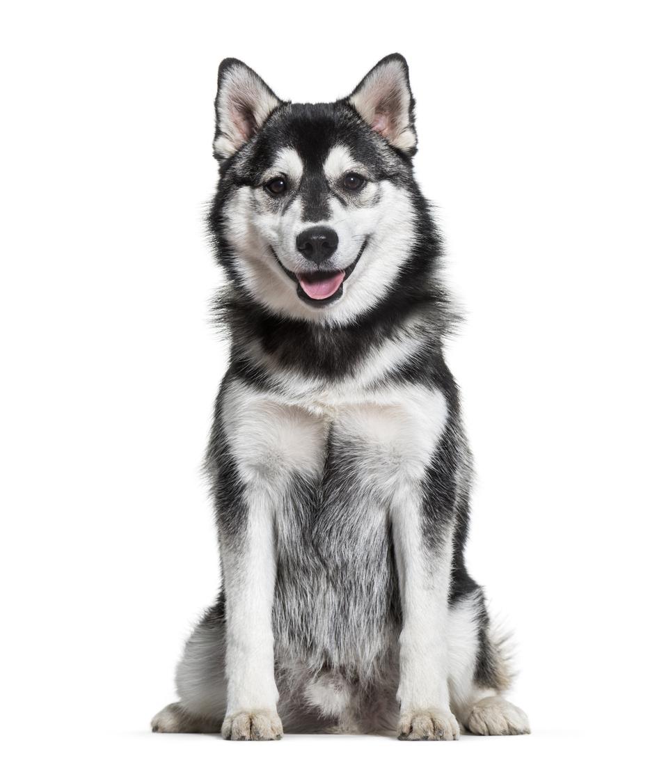 Husky