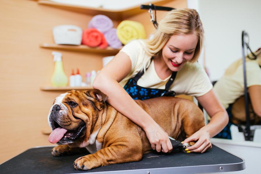Person cutting dog nails