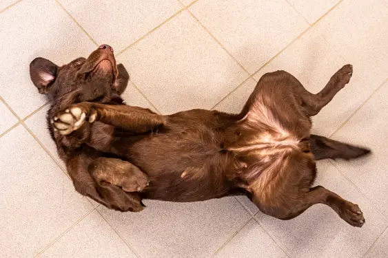Image of a brown dog lying on its back playfully showing its belly