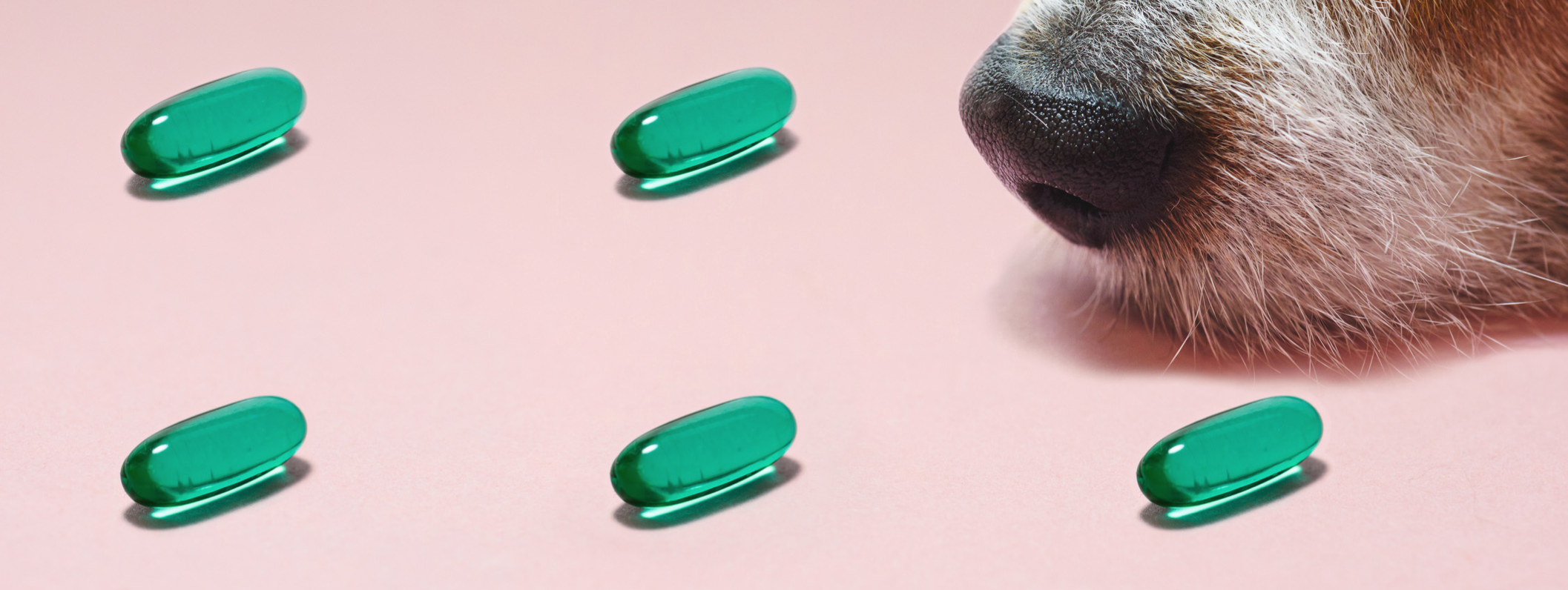 Guide to vitamin and supplements for dogs
