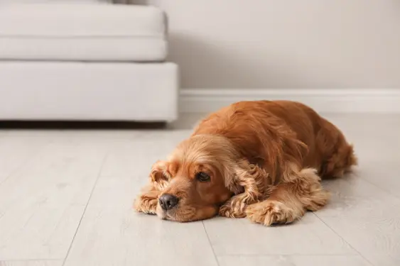 adult Cocker Spaniel dog lying on floor