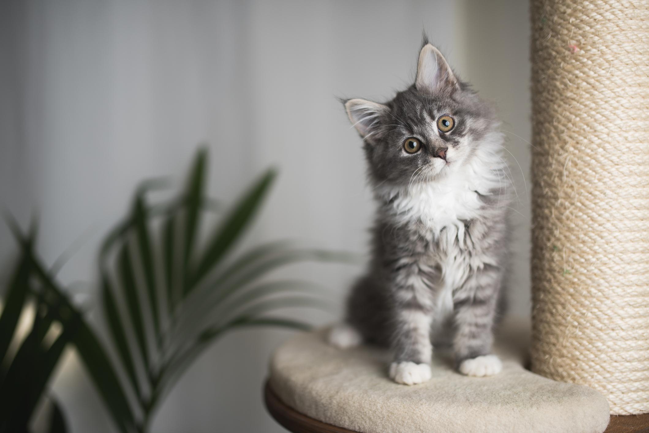 A grey kitten looks into the camera with their head to the side as they sit on a cat tree